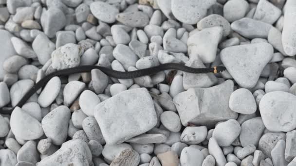 无毒蛇爬在岩石上。蛇是需保持平衡的生态系统的一部分。消极的创作扭在地板上 — 图库视频影像
