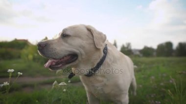 Labrador köpek kapatın. Kadın sahibi gelir ve belgili tanımlık kira kontratı tutturmak