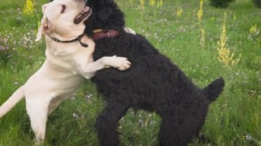 Labrador köpek ve birlikte parkta oynayan Kraliyet kaniş köpek.