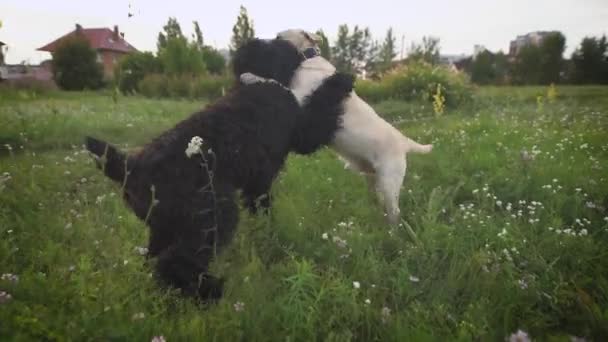 Dva psi hrát spolu na zelené trávě. Labrador a Královský pudl. — Stock video