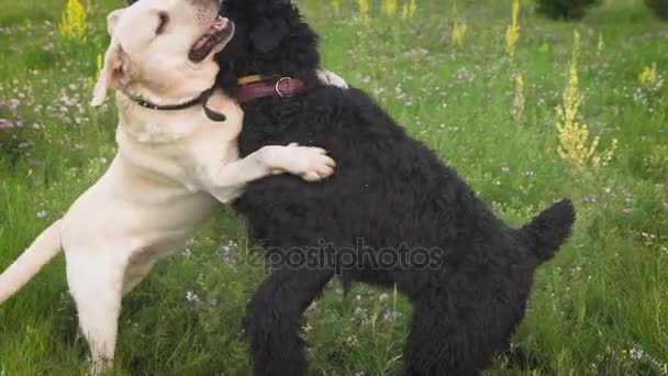 Labrador Dog And Royal Poodle Dog Playing Together In The Park