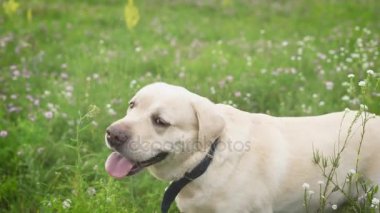 kadın köpeğini oynamaktan