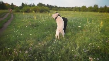 İki köpek mutlu çimenlerin üzerinde oynama
