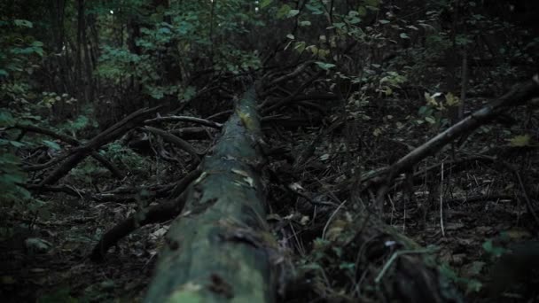 Un arbre qui est au sol, une image mystique, une forêt d'été et du soir, la nature, une vidéo d'un film d'horreur — Video