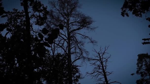 Постріли моторошного лісу вночі — стокове відео
