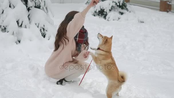 Joven chica morena alegre está jugando con su pequeño perro rojo en un patio trasero en el día de invierno nevado, la mujer está mostrando palo — Vídeo de stock
