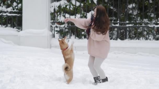 Mujer joven es dueño del perro está jugando con su mascota al aire libre en el día de invierno, perro está de pie sobre sus patas traseras — Vídeos de Stock