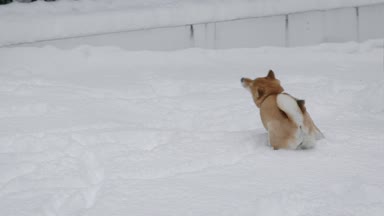 Komik köpek karlı çayır üzerinde oynuyor.