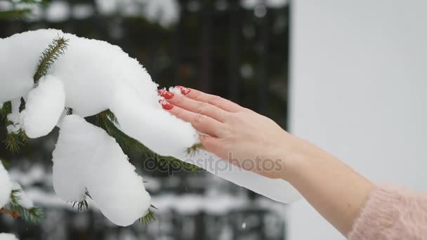 Woman touches tree branch with a snow on it. — Stock Video