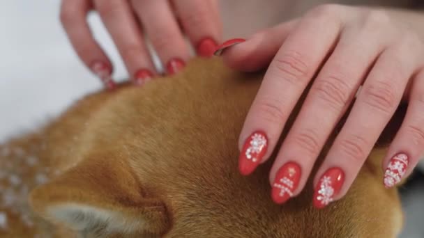 Primo piano colpo delle mani di una donna, che stirare un pelo di cani, una signora ha fatto una manicure con fiocchi di neve — Video Stock