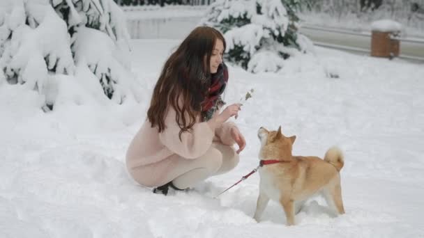 Una joven está jugando con su mascota, una dama quiere lanzar una varita para que el perro corra tras ella — Vídeos de Stock