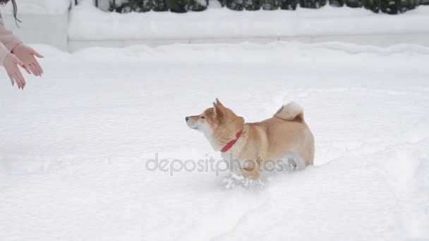 A funny and playful dog plays in a winter park with her mistress, a woman beckons to her pet with a collar — Stock Video