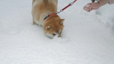 Tanınmayan kadın sahibi ile yürürken karda oynayan sevimli köpek