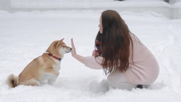 Pretty woman playing with dog and touching its nose in winter park — Stock Video