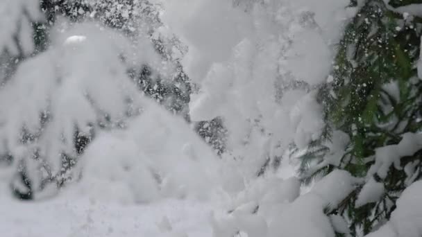 Hand av oigenkännlig kvinna röra gren av vintergröna träd med snö. — Stockvideo