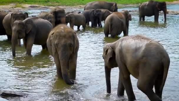 Un grupo de elefantes está en la naturaleza durante el tiempo de riego, los animales beben agua fría en un día de verano — Vídeos de Stock