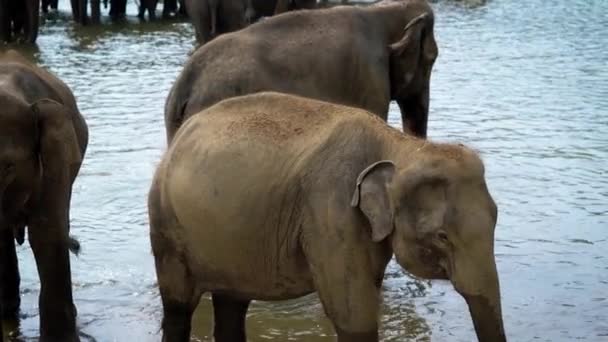 Tientallen een olifanten gegroepeerd in een reservoir in safari. — Stockvideo