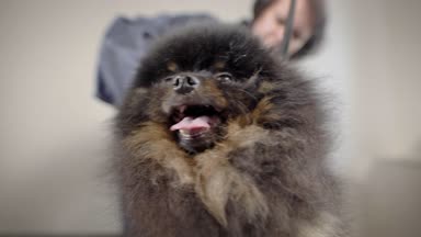 bir şirin ve komik köpek mi hayvanların dilini çıkarmış, modern bir Spa Kuaför onun saç tarak tarak
