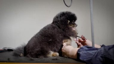 karanlık ve tatlı köpek sessizce damat makası saçlarını hayvanlar için spa salonda oturuyor.