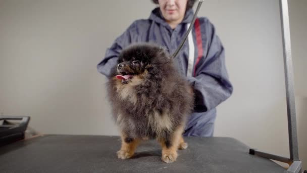 Сладкая и спокойная собака ждет, пока парикмахер сделает ей волосы, отрежет лишнюю шерсть, обрежет ногти — стоковое видео