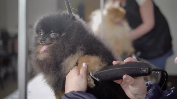 Um cão engraçado respira rapidamente sobre a mesa pelo cabeleireiro, o groomer corta seu cabelo perto de suas unhas — Vídeo de Stock