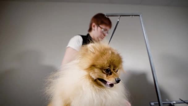 Un cane divertente siede con la lingua sporgente sul tavolo al toelettatore e suggerisce il completamento della pettinatura dei capelli — Video Stock