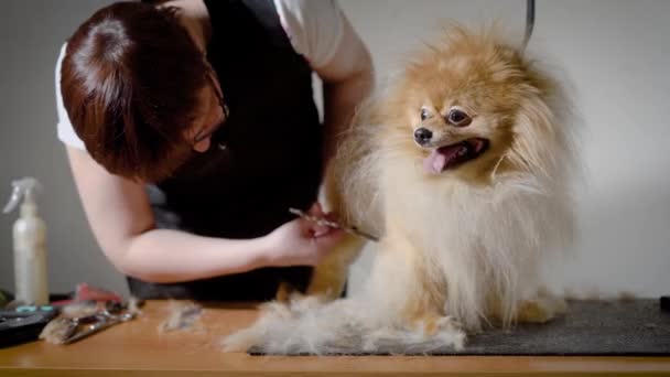 Спокойная собака сидит со своим языком на столе у парикмахера и задается вопросом, как закончить уход за волосами — стоковое видео