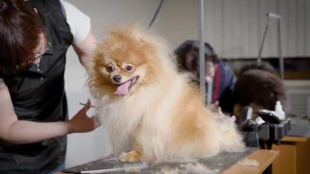 Un empleado de una peluquería para perros se dedica a un corte de pelo de un animal, una mujer corta pelusa innecesaria antes del espectáculo — Vídeos de Stock