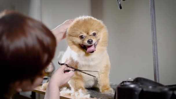 Penata rambut mencambuk rambut ekstra anjing dari leher anjing, hewan itu duduk tenang dan melihat sekeliling — Stok Video