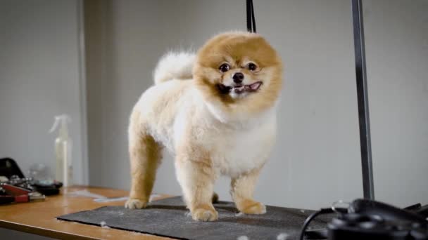 El lindo perrito está en el spa de animales con su lengua colgando, la gente le ha hecho un corte de pelo elegante — Vídeos de Stock