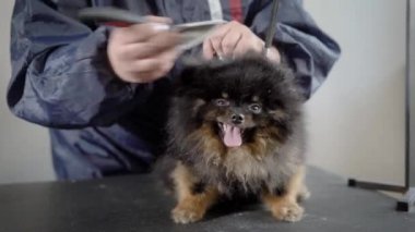 küçük korkan tüylü köpek bir masada duruyor ve damat düzenli bakım sırasında onun saç süsleme