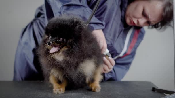 Женщина-ветеринар режет когти на задних лапах милых маленьких шпиц, поставленных на черном столе в гримерной — стоковое видео