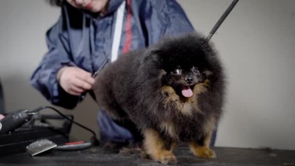 Woman groomer is trimming hair of black small fluffy dog by scissors in professional grooming salon, dog is fixing — Stock Video