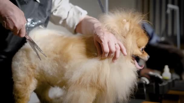 Досвідчена грумерка ріже шерсть пухнастої собаки з використанням професійних сталевих ножиць, догляд за породами — стокове відео