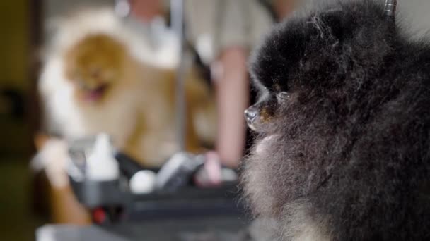 Os cães de spitz pomeranian pretos e leves estão em um procedimento em um salão de aliciamento profissional antes da mostra do cão — Vídeo de Stock