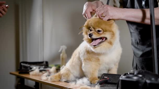 Zwei Pfleger kümmern sich um die Haare des kleinen süßen Hundes im Pflegesalon, schneiden mit der Schere und Bürsten, Welpe sitzt auf einem Tisch — Stockvideo