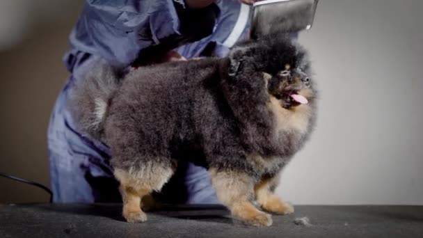 Mestre de preparação do cão está realizando backbrushing para tomar forma de corte de cabelo de spitz preto antes da demonstração de conformação — Vídeo de Stock