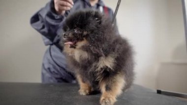 Şirin bir küçük köpek masada oturan görüntüsünü kapatmak.