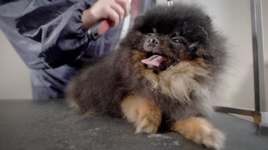 Köpek kürk fırçalama bir damat kadeh kapatmak.