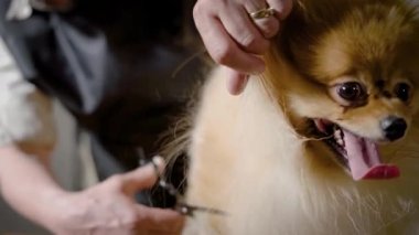 Şirin bir safkan spitz damat ofisinde görüntüsünü kapatmak.