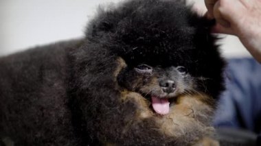 Bakımlı çok sevimli ve güzel siyah spitz atış kapatmak.