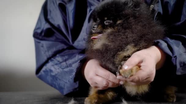 Крупным планом женщина-парикмахер аккуратно режет мех на лапах собак . — стоковое видео