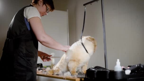 Volwassen vrouwelijke groomer is afwerking verzorgen spitz. — Stockvideo