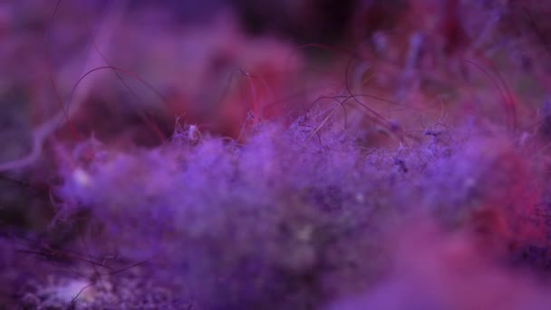 Macro coups de poussière avec des cheveux. La pollution que l'aspirateur recueille lors du nettoyage d'un appartement ou d'une maison . — Video