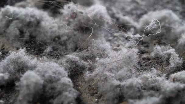 Macro dust shots with hair. The pollution that the vacuum cleaner collects when cleaning an apartment or house. — Stock Video