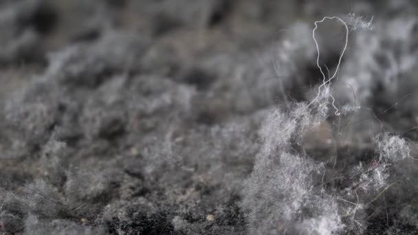 Σκόνη από ηλεκτρική σκούπα μετά τον καθαρισμό του σπιτιού, προβολή closeup, μαλλιά, κηλίδες, νήματα — Αρχείο Βίντεο