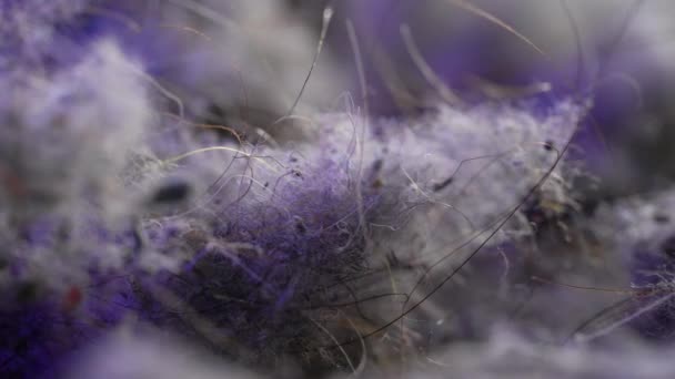 Hair of human and pets in domestic dust, macro shot after cleaning by vacuum cleaner in flat — Stock Video