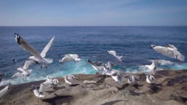 Yavaş çekim videosu. Birçok martı okyanusa doğru uçar..