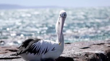 Vahşi doğada güzel bir pelikan kuşu. Deniz kuşu kırmızı bir kumtaşının üzerinde oturur..