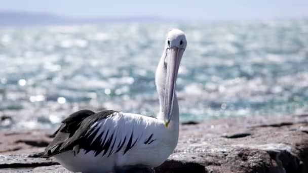 Un hermoso pájaro pelícano en la naturaleza. El ave marina se sienta en una piedra arenisca roja . — Vídeos de Stock